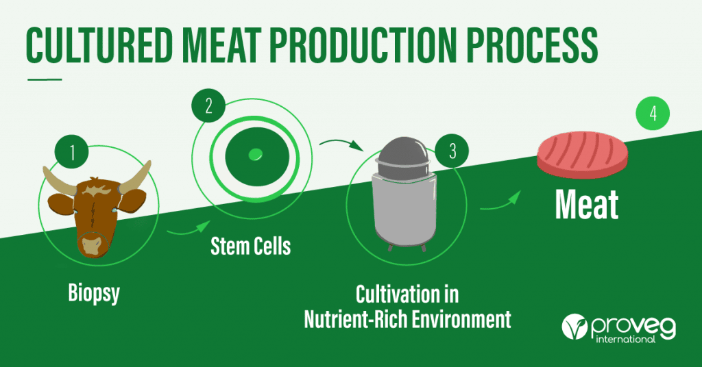 The process of cultured meat production. From biopsy to stem cells to cultivation in nutrient-rich environment to meat