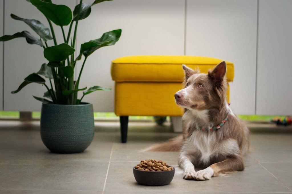 plant-based dog-food